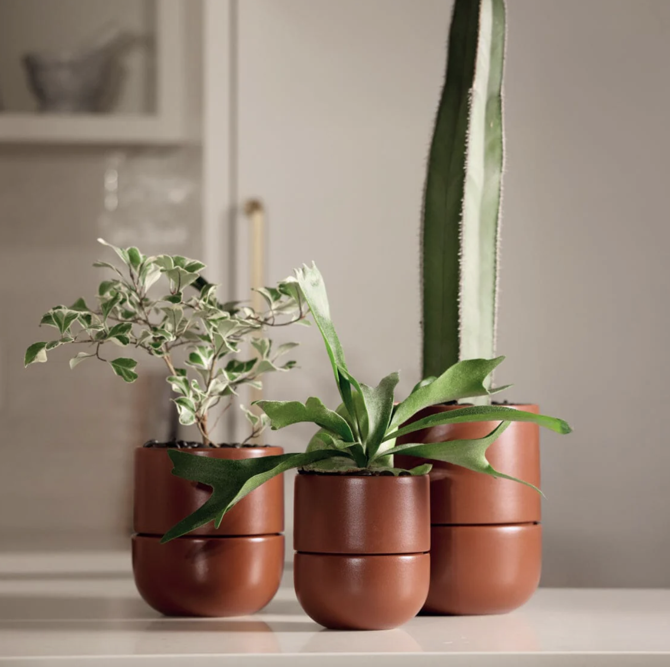 Planters in Burnt Sienna.